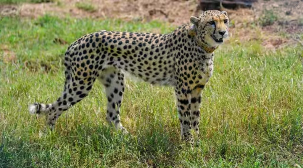 आ रहे हैं 12 और चीते, एक महीने तक रहेंगे क्वारनटाइन