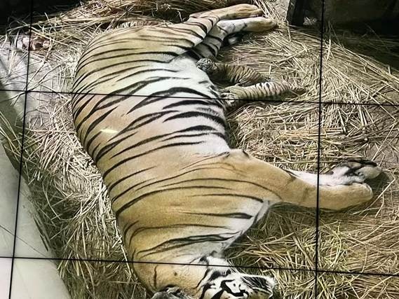 रॉयल बंगाल बाघिन ने 16 जनवरी, 2005 के बाद पहली बार शावकों को दिया जन्म
