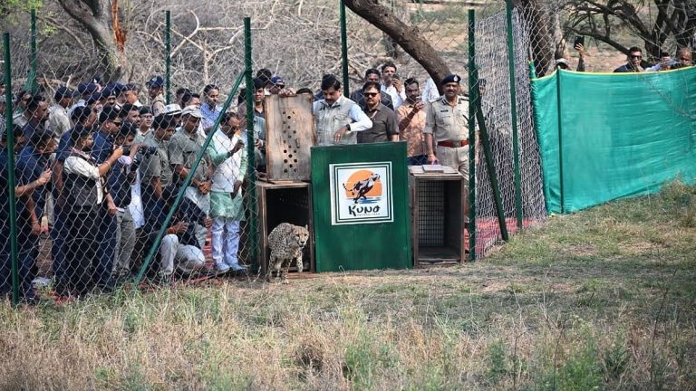 मध्य प्रदेश : कुनो नेशनल पार्क में छोड़ी गईं बोत्सवाना की दो मादा चीता