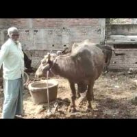 वाराणसी में भैंस ने दो सर एक धड़ वाली बछिया को दिया जन्म